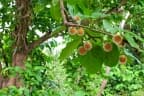 Nauclea orientalis