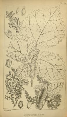 Obetia tenax