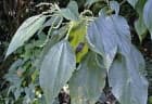 Boehmeria caudata