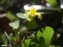 Grewia calvata
