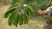 Schefflera morototoni