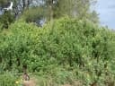 Vitex trifolia