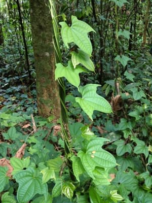 Dioscorea sansibarensis