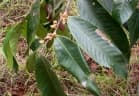 Guatteria aberrans