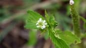 Caperonia fistulosa
