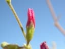 Tephrosia lupinifolia