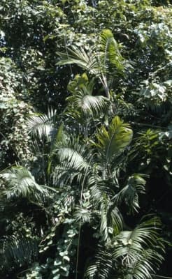 Calamus usitatus