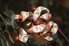 Adenanthera microsperma