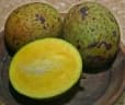 Mangifera foetida