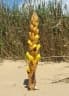 Cistanche phelypaea