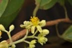 Microcos stylocarpa
