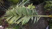 Dypsis pinnatifrons