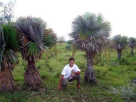 Copernicia cowellii