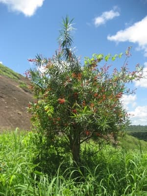 Dracaena mannii