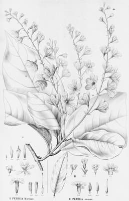 Petrea bracteata