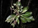 Anthocleista madagascariensis