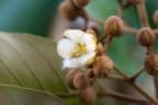 Vismia baccifera