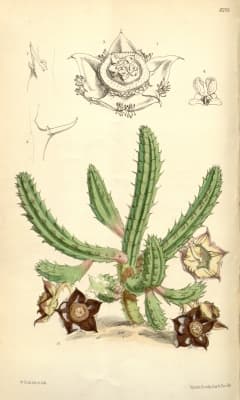 Duvalia polita
