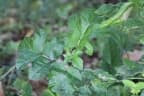 Solanum capsicoides