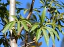 Sterculia murex