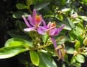 Grewia caffra