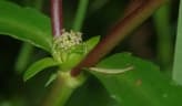 Enydra fluctuans