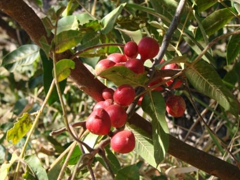 Cabralea canjerana