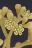 Cryptocarya hypospodia