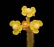Euphorbia gossypina