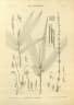 Melocalamus compactiflorus