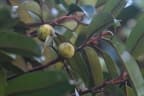 Calophyllum lanigerum