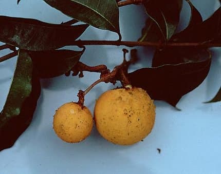 Ancylobothrys scandens