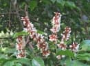 Derris scandens