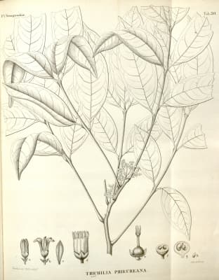 Trichilia prieuriana