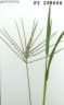 Digitaria milanjiana