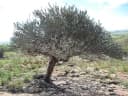Euphorbia enterophora