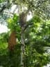 Caryota rumphiana