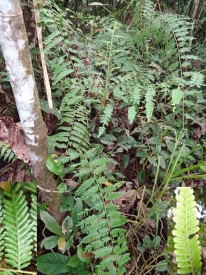 Selaginella exaltata
