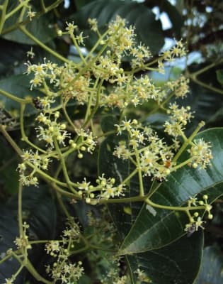 Melicope lunu-ankenda