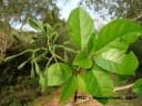 Pisonia zapallo