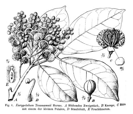 Eurypetalum tessmannii