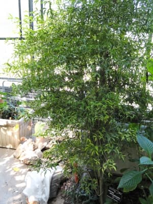 Petchia erythrocarpa