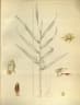Dendrobium salaccense