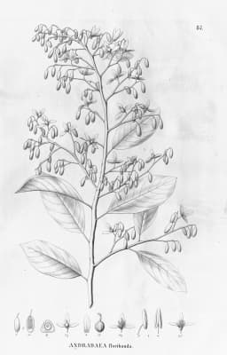 Andradea floribunda