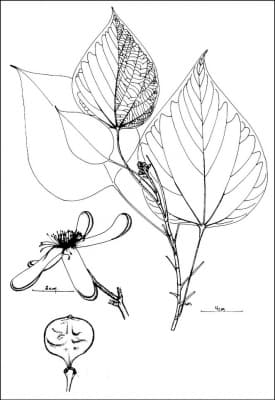 Bixa arborea