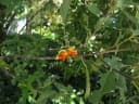 Kiggelaria africana
