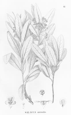 Tontelea micrantha
