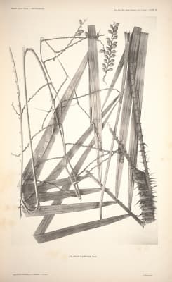 Calamus filispadix