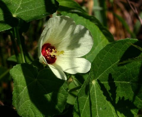 Pavonia senegalensis