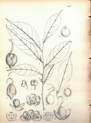 Streblus tonkinensis